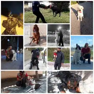 Εκπαίδευση σκύλων κατ' οίκον