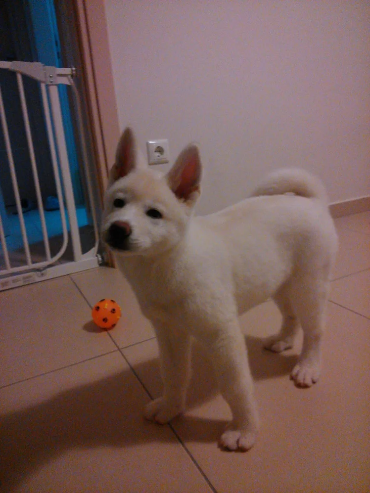 Λευκό κουτάβι ιαπωνικό ακίτα σε εσωτερικό χώρο κατά την προεκπαίδευση κουταβιού από την athlos dog training