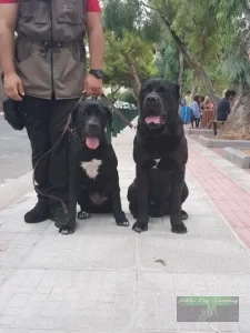Δύο σκύλοι cane corso σε στιγμή προσήλωσης κατά τη διάρκεια μαθήματος βασικής υπακοής athlos dog training