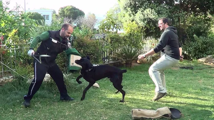 Εκπαίδευση σκύλου προστασίας σε εξωτερικό χώρο, με τον εκπαιδευτή και τον ιδιοκτήτη cane corso σε πλήρη δράση από την athlos dog training
