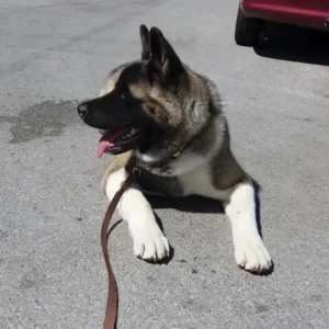 Εκπαιδευμένος αμερικάνικος ακίτα σε στάση αναμονής και ηρεμίας - athlos dog training εκπαίδευση σκύλων