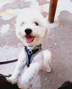 Εκπαιδευμένος σκύλος ράτσας μαλτέζ που κοιτάζει χαρούμενος την κάμερα - athlos dog training