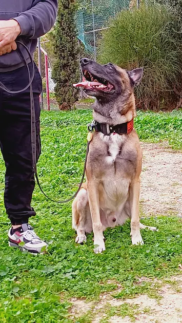 Βασική υπακοή και ήρεμη συμπεριφορά σκύλου ράτσας μαλινουά με οδηγό από την athlos dog training