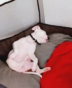 Κουτάβι dogo argentino σε φάση προ-εκπαίδευσης και ηρεμίας - athlos dog training