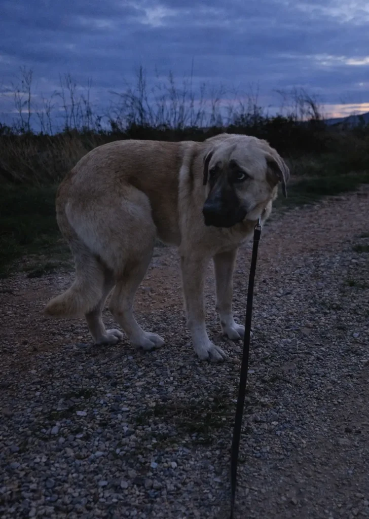 Σκύλος με φοβική συμπεριφορά σε εξωτερικό περιβάλλον